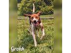 Adopt Gronk a Black Coonhound / Mixed dog in Batavia, OH (38278473)