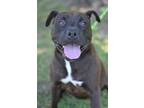 Adopt Momma a Brown/Chocolate American Pit Bull Terrier / Mixed dog in Gulfport