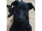 Adopt Nugget a Black Labrador Retriever / Mixed dog in Seabrook, NH (37304870)