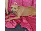 Adopt Lila a Tan/Yellow/Fawn American Staffordshire Terrier / Mixed dog in