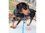 Adopt Belle a Tricolor (Tan/Brown & Black & White) Bluetick Coonhound / Mixed