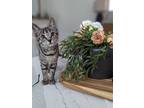 Adopt Henry a Gray, Blue or Silver Tabby Domestic Shorthair (short coat) cat in