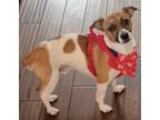 Adopt Hoover a White - with Tan, Yellow or Fawn Jack Russell Terrier / Terrier
