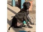 Adopt Lola a Black - with White Labrador Retriever / Mixed dog in Tucson