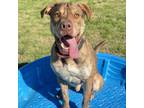 Adopt Rookie a Brown/Chocolate Mixed Breed (Large) / Mixed dog in Dallas
