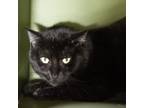Adopt Tobin a All Black Domestic Shorthair / Mixed cat in Saratoga Springs
