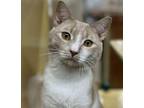 Adopt Jasper a Tan or Fawn Tabby Domestic Shorthair (short coat) cat in