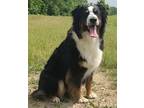 Adopt Wrigley a Tricolor (Tan/Brown & Black & White) Australian Shepherd / Mixed