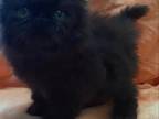 Pending BLACK Persian ELH Kitten CFA Registered