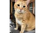 Adopt Gaze -special needs a American Shorthair