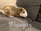 Adopt Popcorn a Guinea Pig small animal in Villa Park, IL (37572616)