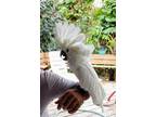 Adopt Amarie a Cockatoo