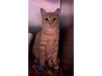 Adopt Moon Pie a Orange or Red Tabby Domestic Shorthair (short coat) cat in
