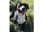 Adopt Lola a Black - with White American Pit Bull Terrier / Mixed dog in Citrus