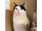 Adopt Mikey 2 a White Domestic Shorthair / Mixed cat in Winchester