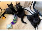 Adopt Kittens a Brown Tabby Domestic Shorthair (short coat) cat in Carlisle