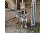 Adopt Calypso a Australian Cattle Dog / Blue Heeler