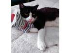 Adopt Gigi a Black & White or Tuxedo Domestic Shorthair (short coat) cat in
