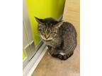 Adopt Lexi a Tiger Striped Domestic Shorthair (short coat) cat in Houston