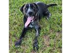 Adopt Goober a Black Labrador Retriever / Catahoula Leopard Dog / Mixed dog in