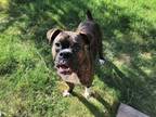 Adopt Moose II a Brindle Boxer / Mixed dog in Austin, TX (38324598)