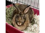 Adopt Kayla a New Zealand / Mixed rabbit in Miami, FL (35804071)
