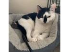 Adopt Speckles a White Domestic Shorthair / Mixed cat in Allen, TX (32655465)