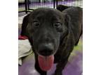 Adopt Sam a Brindle Corgi / Labrador Retriever / Mixed dog in Anna