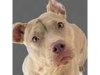 Adopt Ginsburg a Gray/Silver/Salt & Pepper - with Black Pit Bull Terrier / Mixed