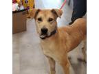 Adopt Lilly a White - with Tan, Yellow or Fawn Mixed Breed (Large) / Mixed dog