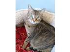 Adopt Sable a Tabby