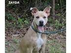 Adopt Zayda a Tan/Yellow/Fawn - with White Terrier (Unknown Type