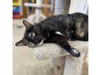 Adopt Winter a All Black Domestic Mediumhair / Mixed cat in Green Bay