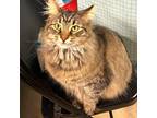 Adopt Tigger a Brown Tabby Domestic Longhair (long coat) cat in CLEVELAND