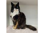 Adopt Andy a Calico or Dilute Calico Calico (long coat) cat in Creston