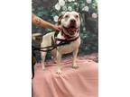 Adopt Akira a White - with Gray or Silver Pit Bull Terrier / Mixed dog in