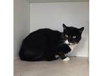 Adopt Lilli a Black & White or Tuxedo Domestic Shorthair (short coat) cat in
