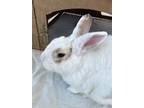 Adopt TOTORO a White Dwarf / Mixed (medium coat) rabbit in San Clemente