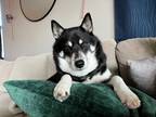 Adopt Nova a Black - with White Husky / Shiba Inu / Mixed dog in Gilbert