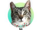 Adopt Bob a Gray, Blue or Silver Tabby Domestic Shorthair (short coat) cat in