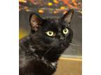 Adopt Vader a All Black Domestic Shorthair / Domestic Shorthair / Mixed cat in