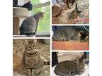 Adopt Precious a Tiger Striped Domestic Shorthair (short coat) cat in Roachdale