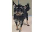 Adopt 160549 a Black Terrier (Unknown Type, Small) / Mixed dog in Bakersfield