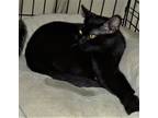 Adopt Neo a All Black Domestic Shorthair (short coat) cat in Monrovia