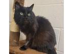 Adopt Nevada a All Black Domestic Longhair / Mixed cat in Waynesboro