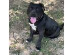 Adopt Tippy a Black Pit Bull Terrier / Mixed dog in Natchitoches, LA (38326907)