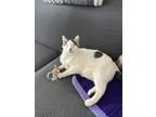 Adopt YAKIE **BLIND a White Domestic Shorthair / Domestic Shorthair / Mixed cat