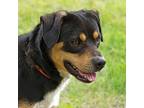 Adopt 23-13035/Reeses a Black Australian Terrier / Labrador Retriever / Mixed
