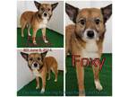 Adopt Foxy a Brown/Chocolate Mixed Breed (Medium) / Mixed dog in Boaz