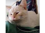 Adopt Daisy a Cream or Ivory Domestic Mediumhair (medium coat) cat in East